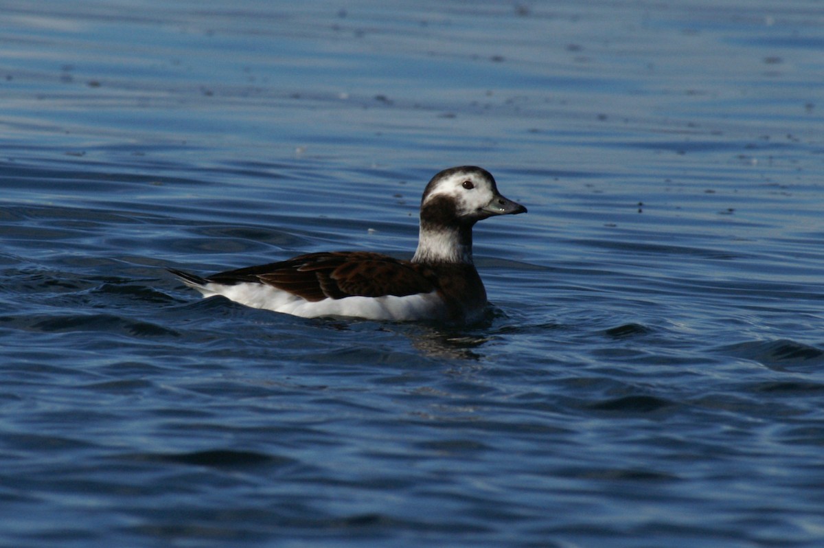 Long-tailed Duck - ML55685831