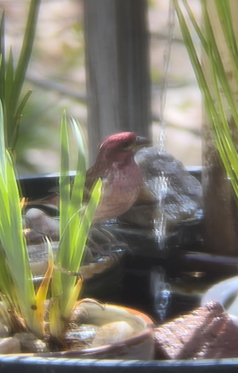 Purple Finch - ML556860001