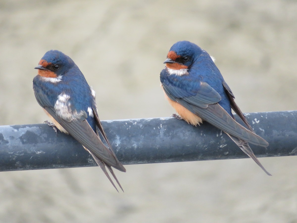 Barn Swallow - Anonymous