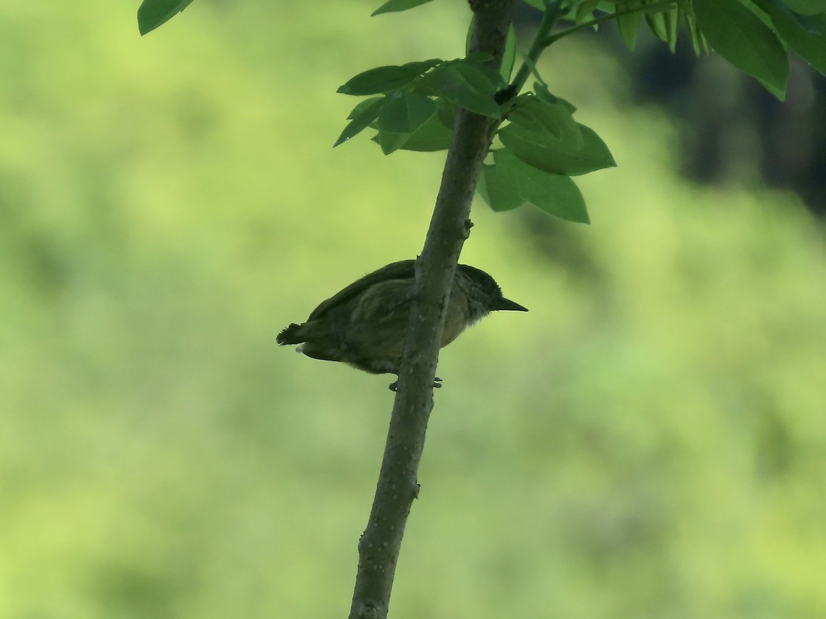 Olivaceous Piculet - ML556864951