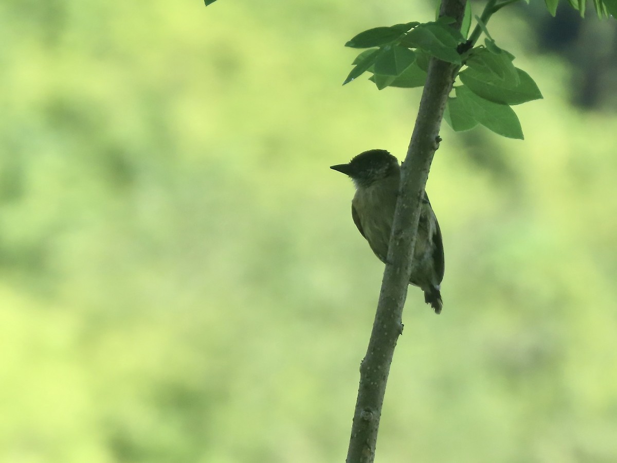 Olivaceous Piculet - ML556864961