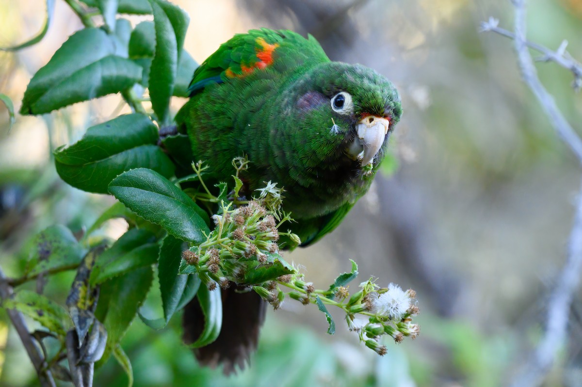 Santa Marta Parakeet - ML556865391