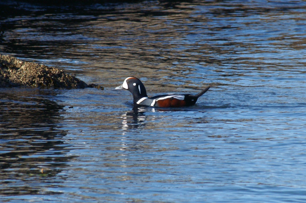 Harlequin Duck - ML55686561