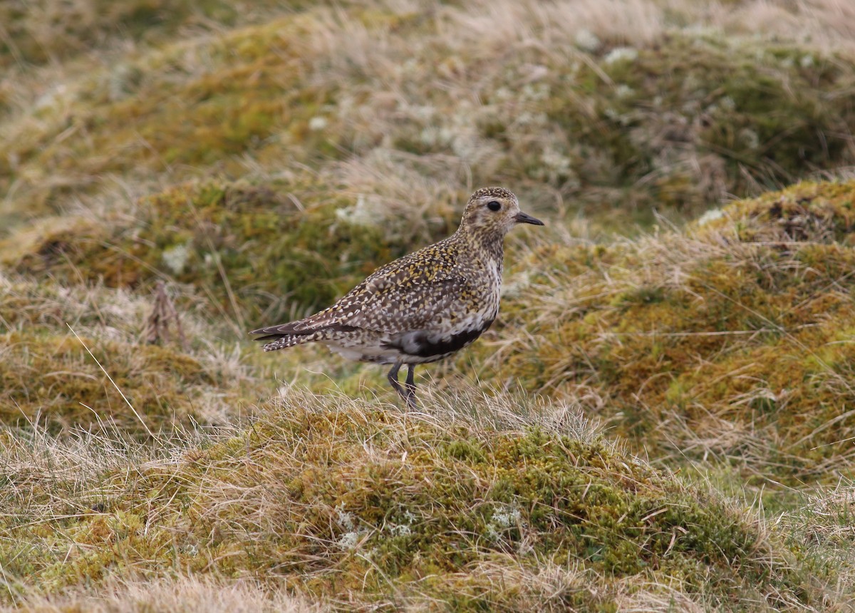 European Golden-Plover - ML556866181