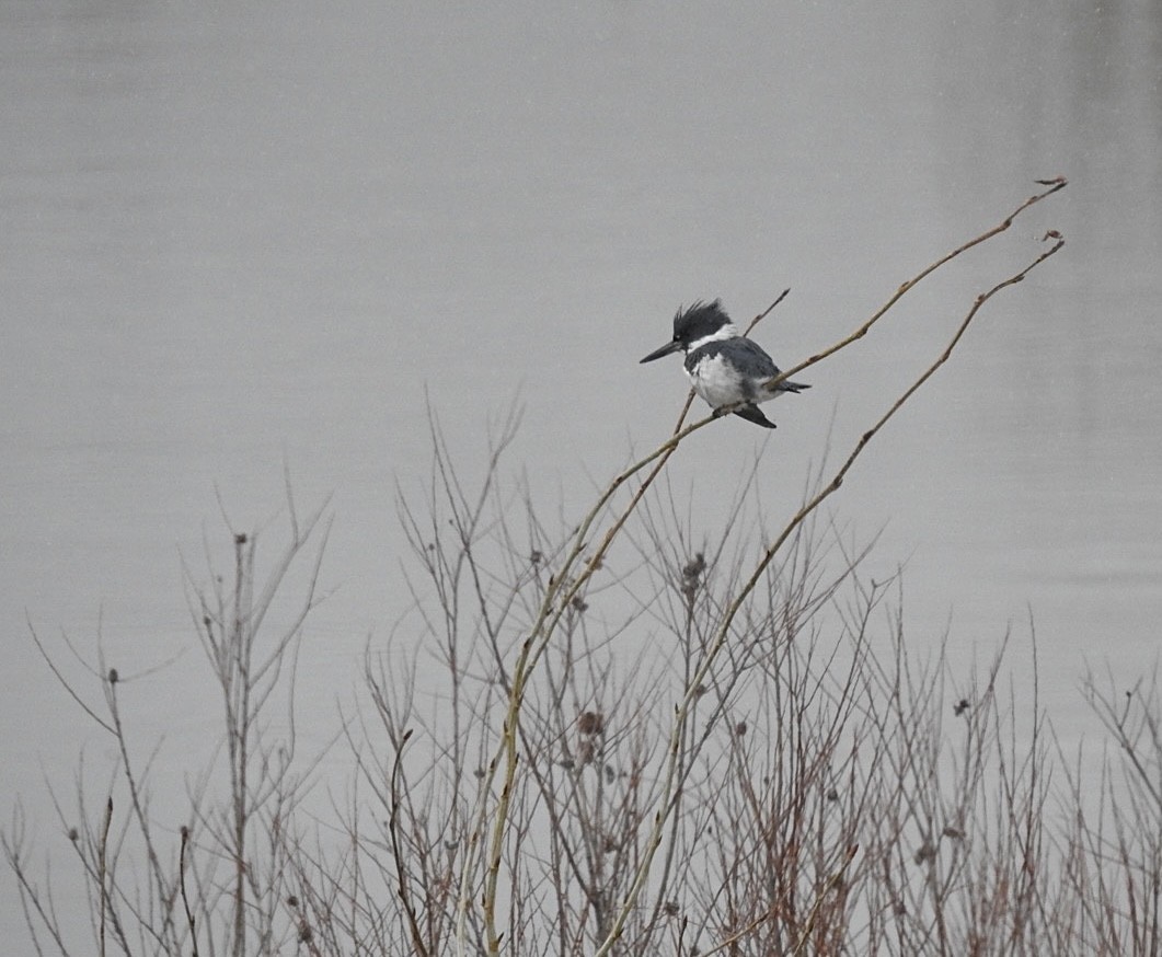 Martin-pêcheur d'Amérique - ML556867111