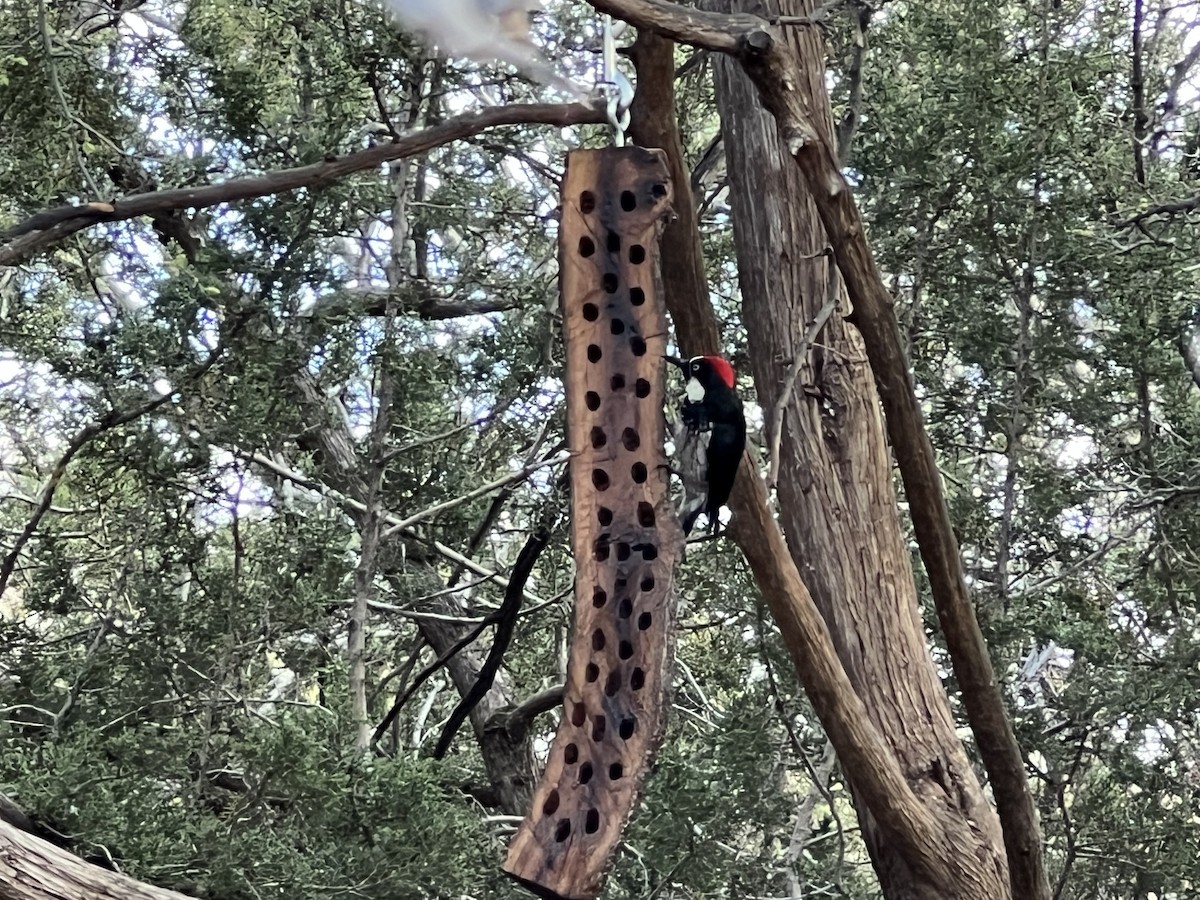 Acorn Woodpecker - ML556867271