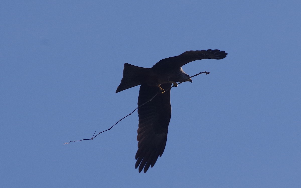 Black Kite - ML556868641