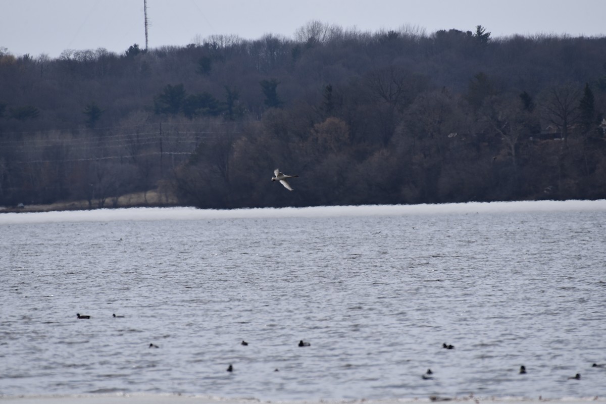 Tundra Swan - ML556870031