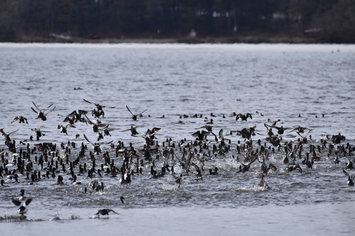 American Wigeon - ML556870491