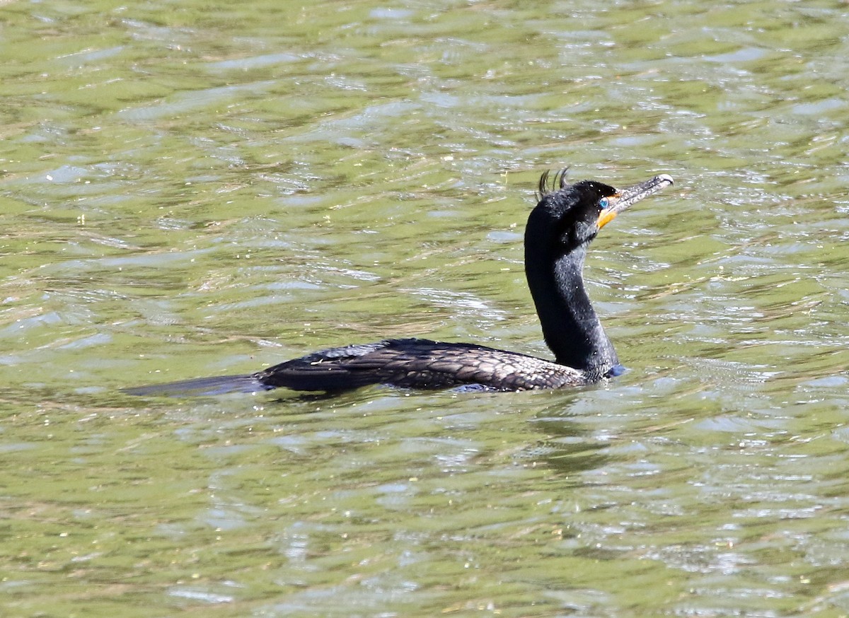 Double-crested Cormorant - William Parkin