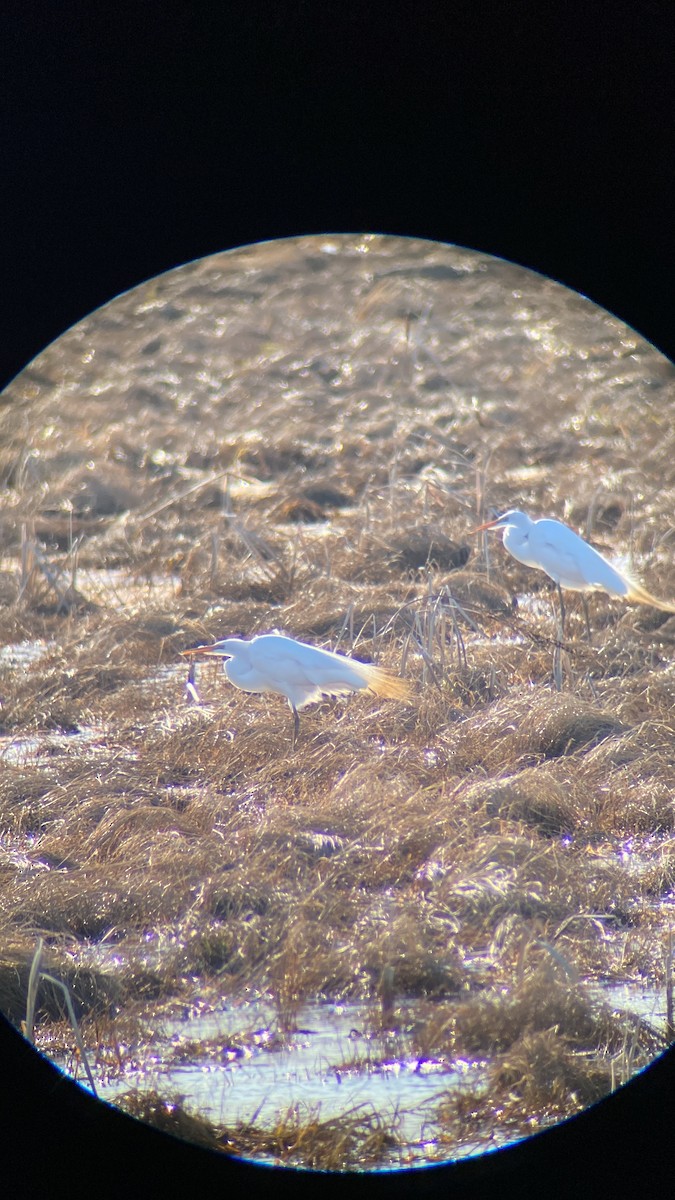 Great Egret - ML556872421