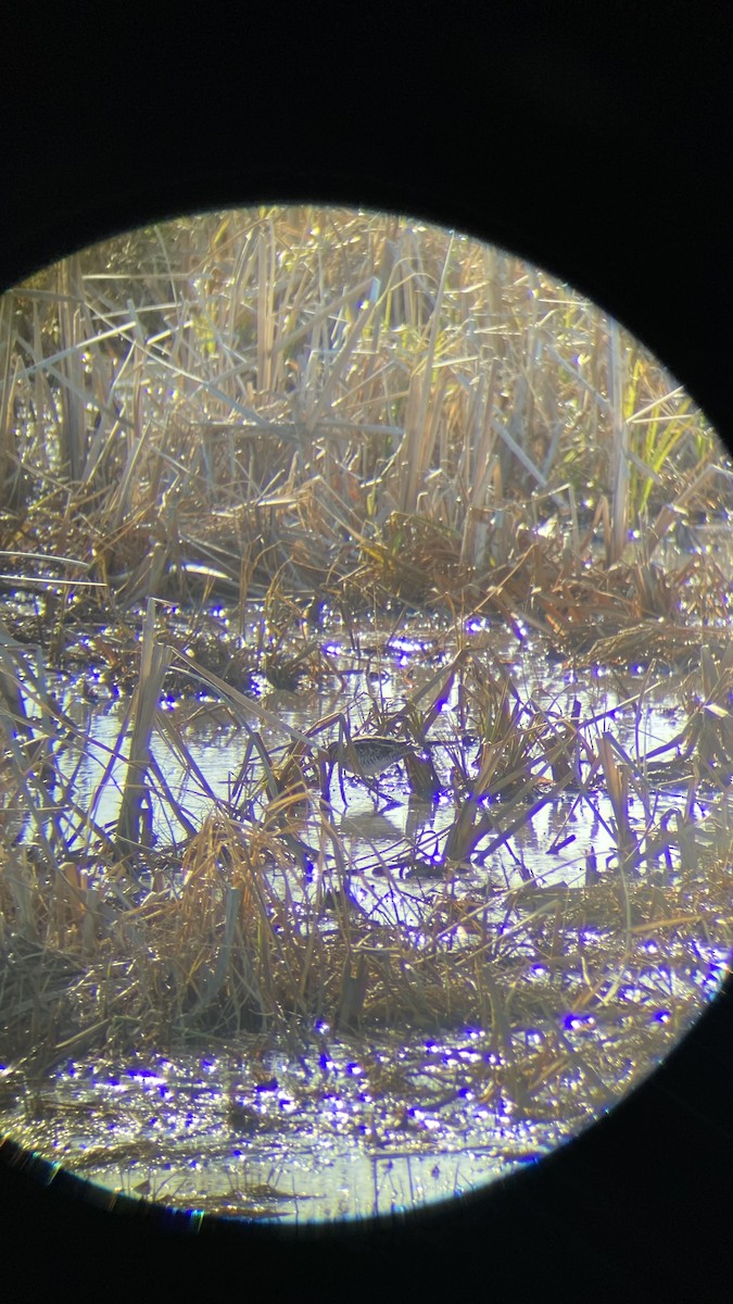 Wilson's Snipe - ML556872481