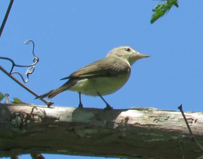 Warbling Vireo - ML55687321