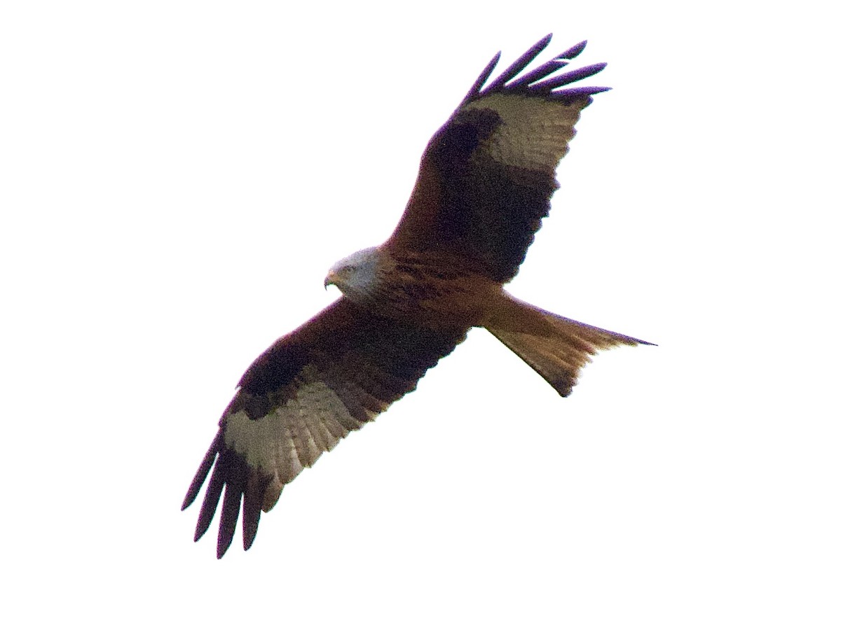 Red Kite - ML556874051