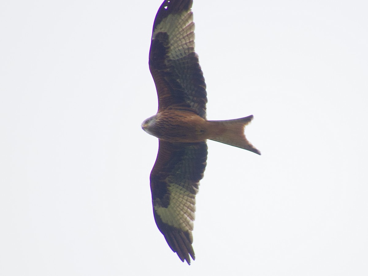 Red Kite - ML556874091