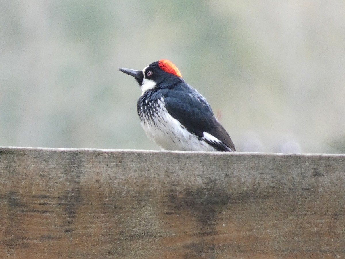 Acorn Woodpecker - ML556875691