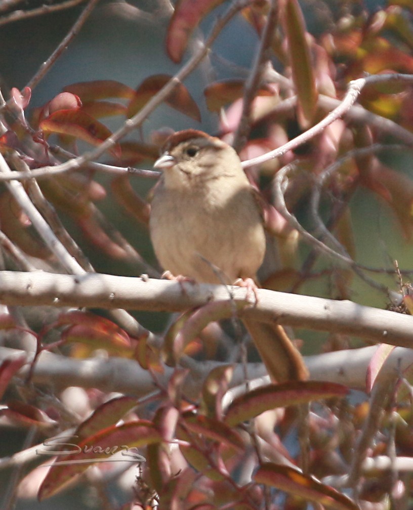 Rufous-crowned Sparrow - Karen Suarez