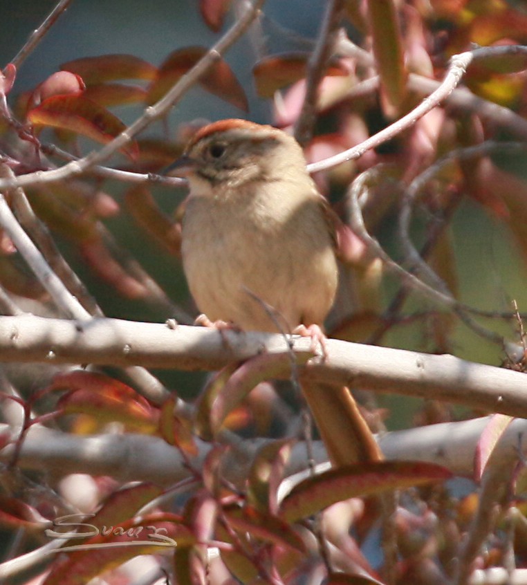 Rufous-crowned Sparrow - Karen Suarez