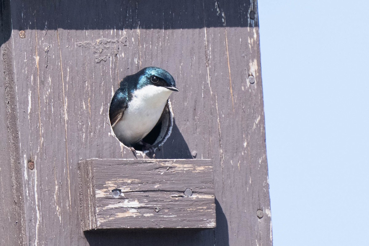 Tree Swallow - ML556875961