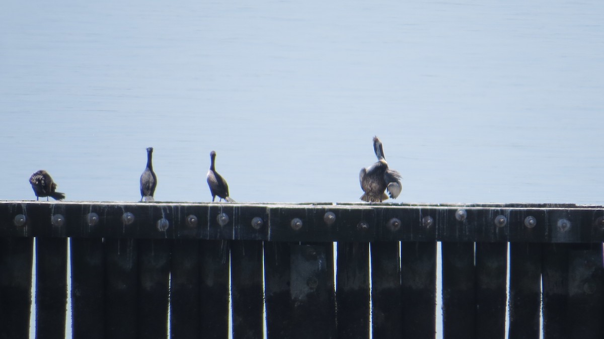 Brown Pelican - ML556876811