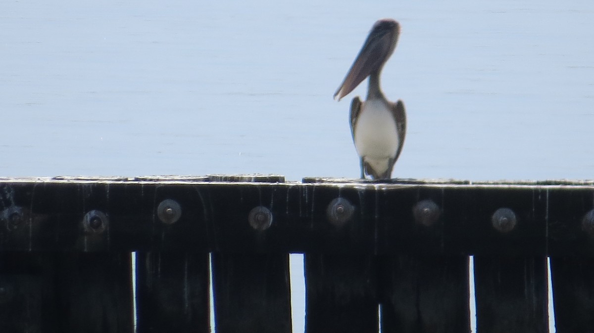 Brown Pelican - ML556876821
