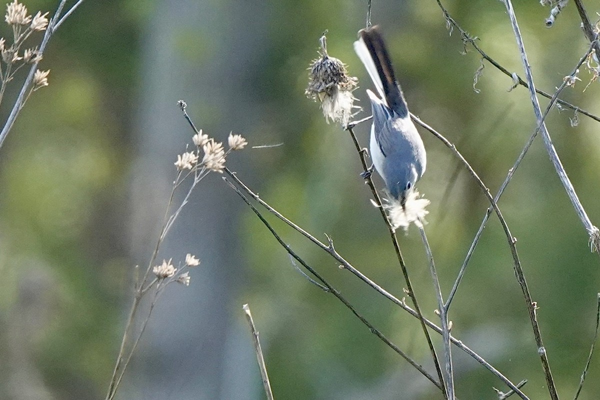 Blue-gray Gnatcatcher - ML556877201