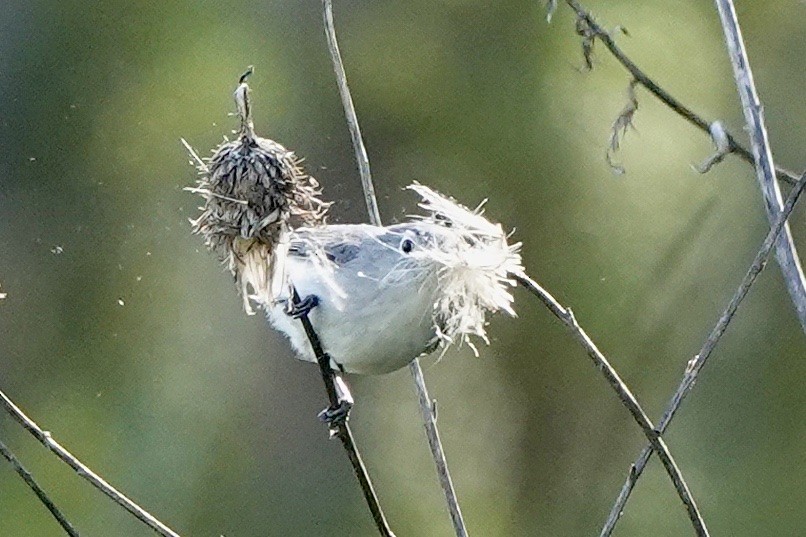 Blue-gray Gnatcatcher - ML556877211