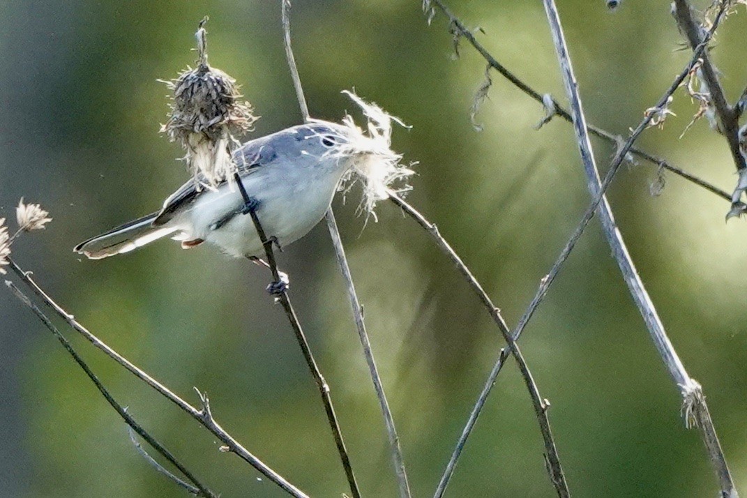 Blue-gray Gnatcatcher - ML556877221