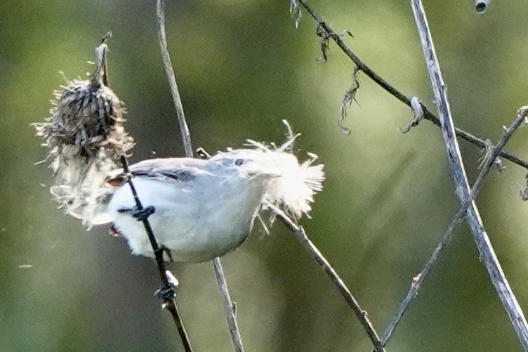 Blue-gray Gnatcatcher - ML556877231