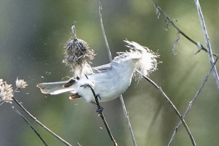 Blue-gray Gnatcatcher - ML556877241