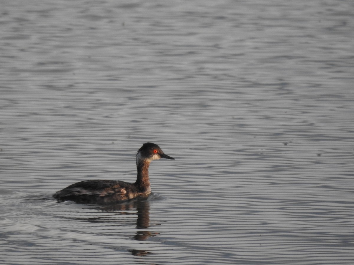 Eared Grebe - Darlene  Peterson