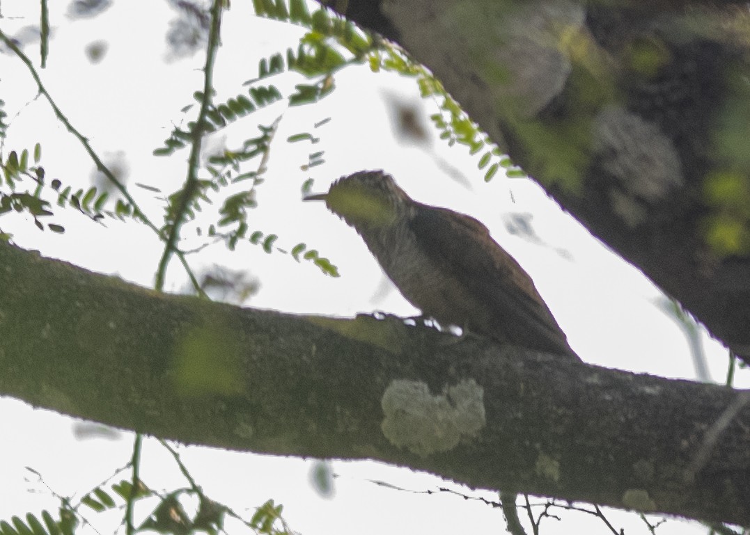 Banded Bay Cuckoo - ML556879611