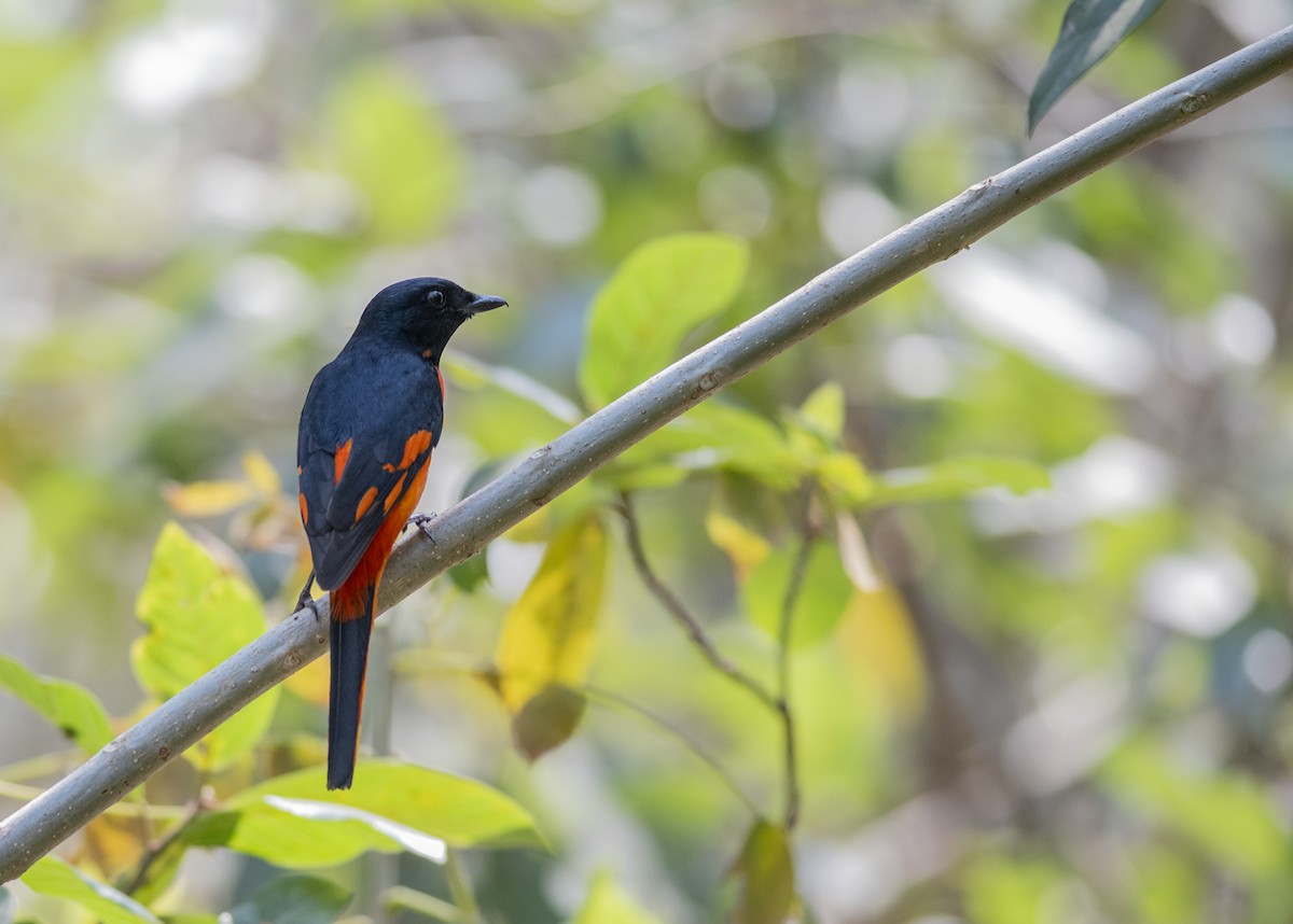 Orange Minivet - ML556880471