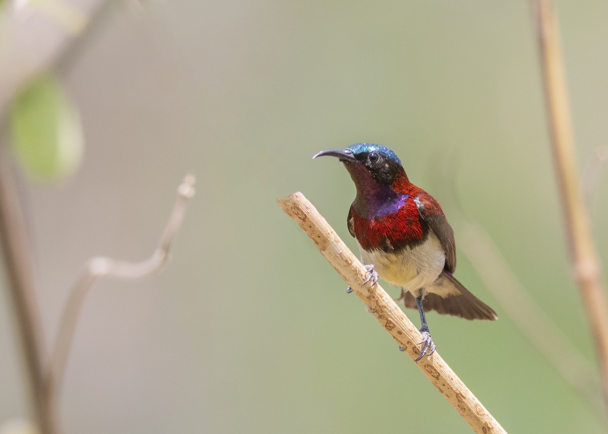 Crimson-backed Sunbird - ML556880951