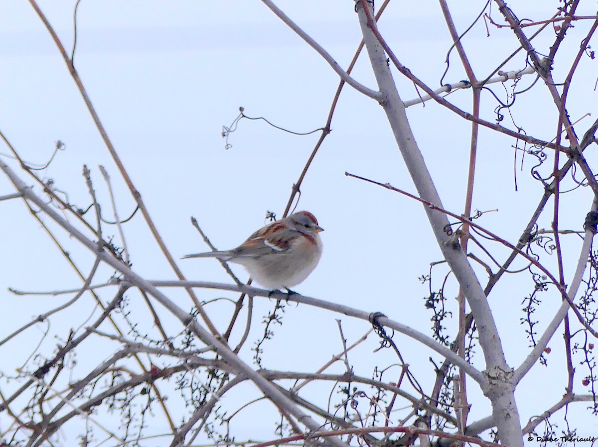 American Tree Sparrow - ML556881581