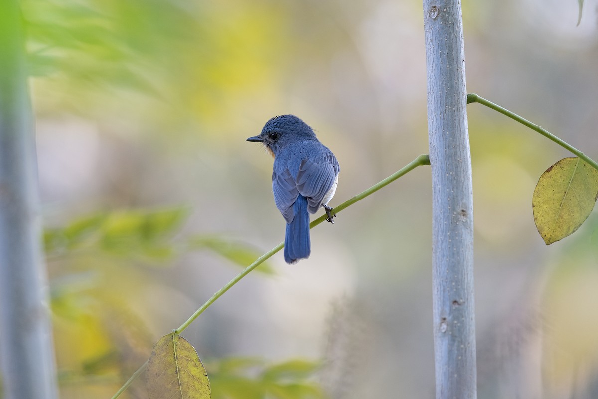 Tickell's Blue Flycatcher - ML556881941