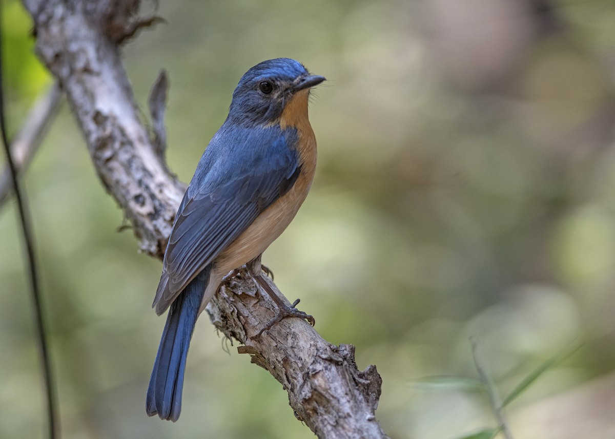 Tickell's Blue Flycatcher - ML556882151