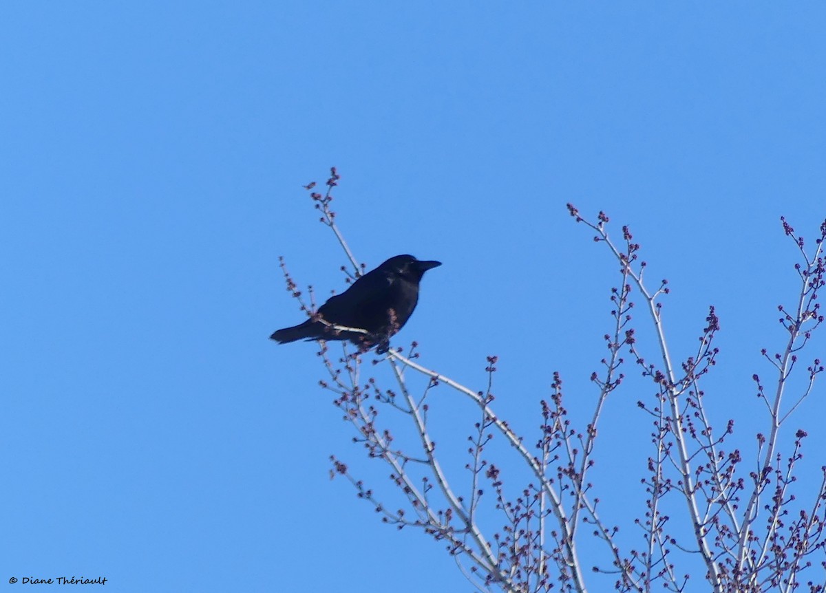 American Crow - ML556882291