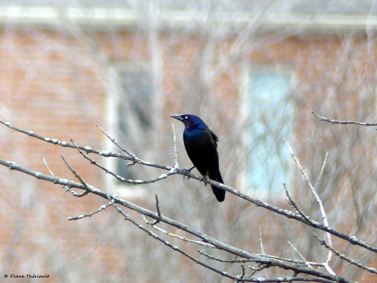 Common Grackle - ML556882791