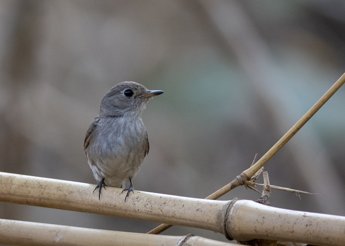 Asian Brown Flycatcher - ML556882881