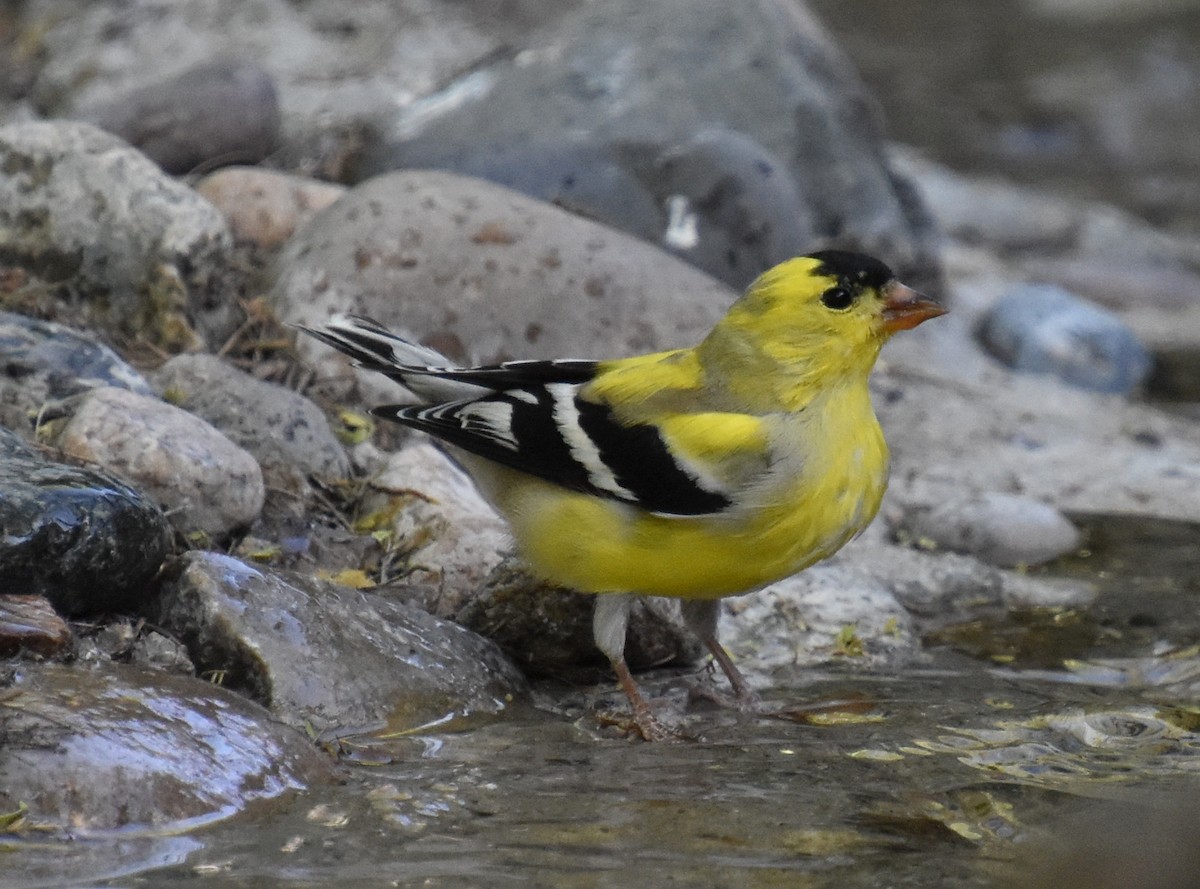 American Goldfinch - ML556885021