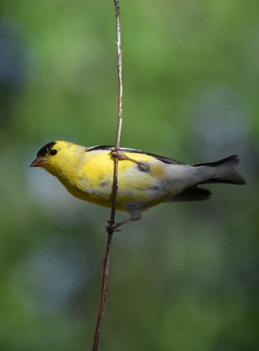 American Goldfinch - valerie boman