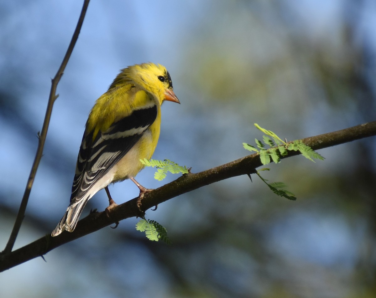 American Goldfinch - valerie boman