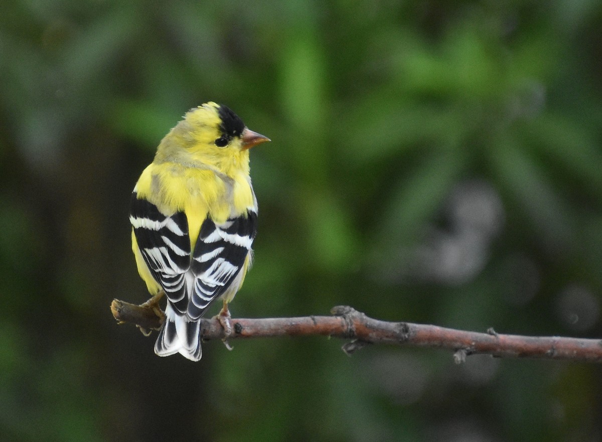 American Goldfinch - ML556885051