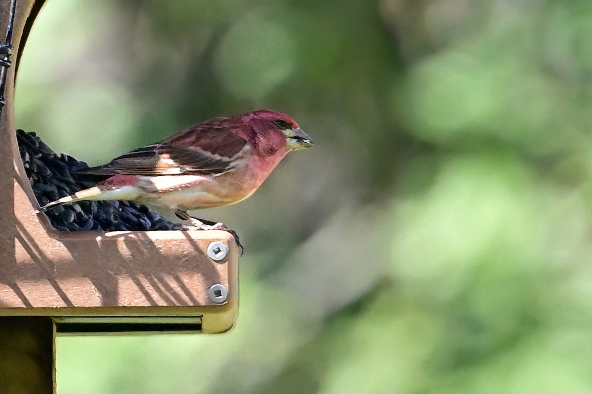 Purple Finch - ML556885141