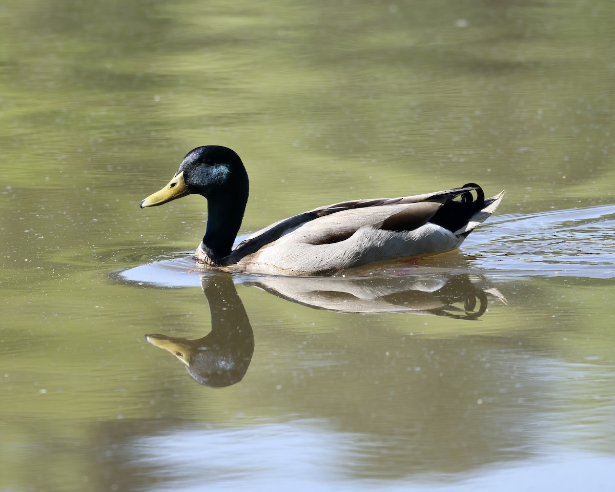 Mallard - ML556888881