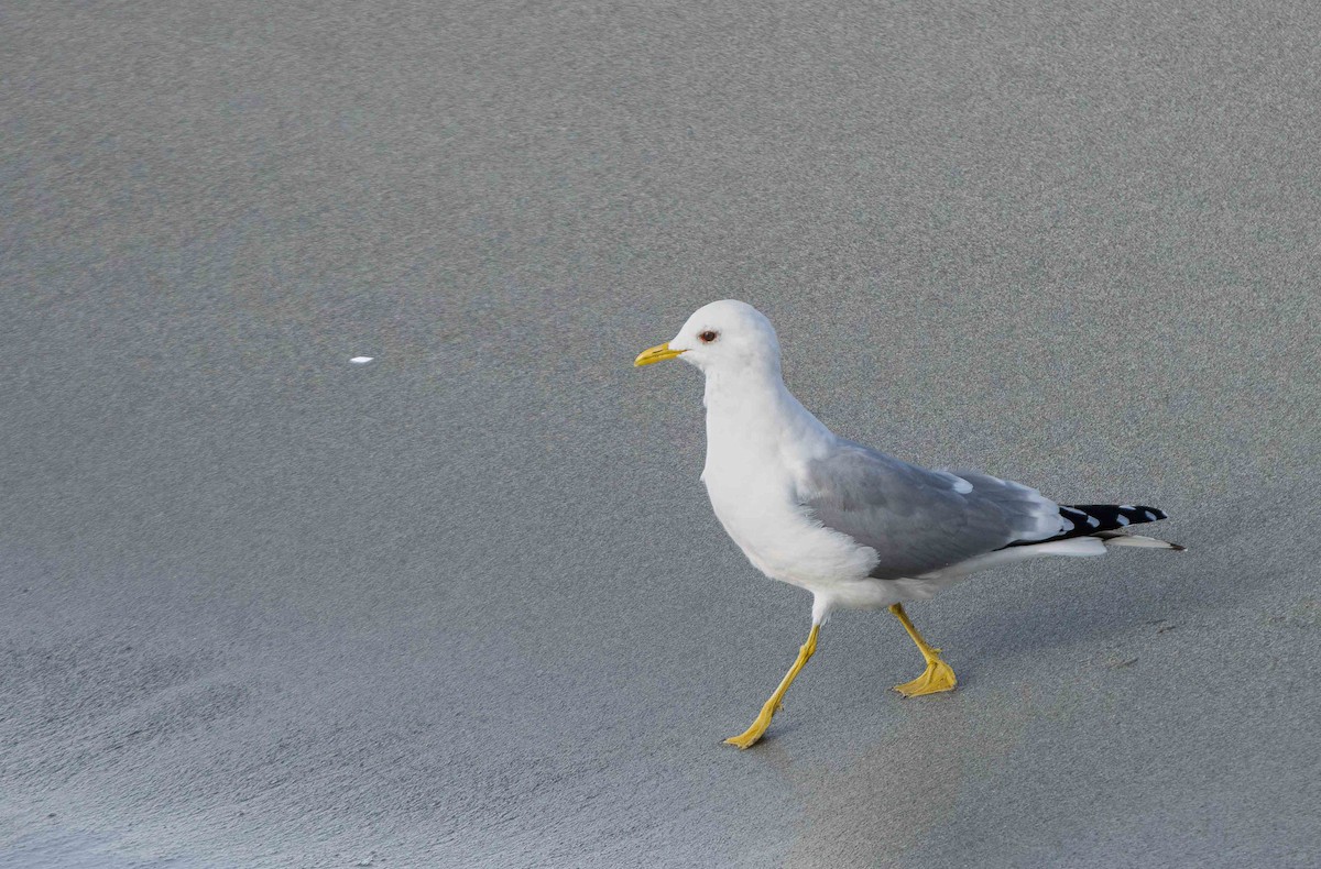 Short-billed Gull - Barry McKenzie