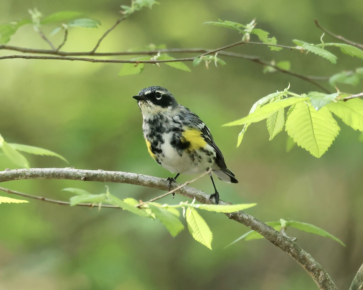 Yellow-rumped Warbler - ML556888931