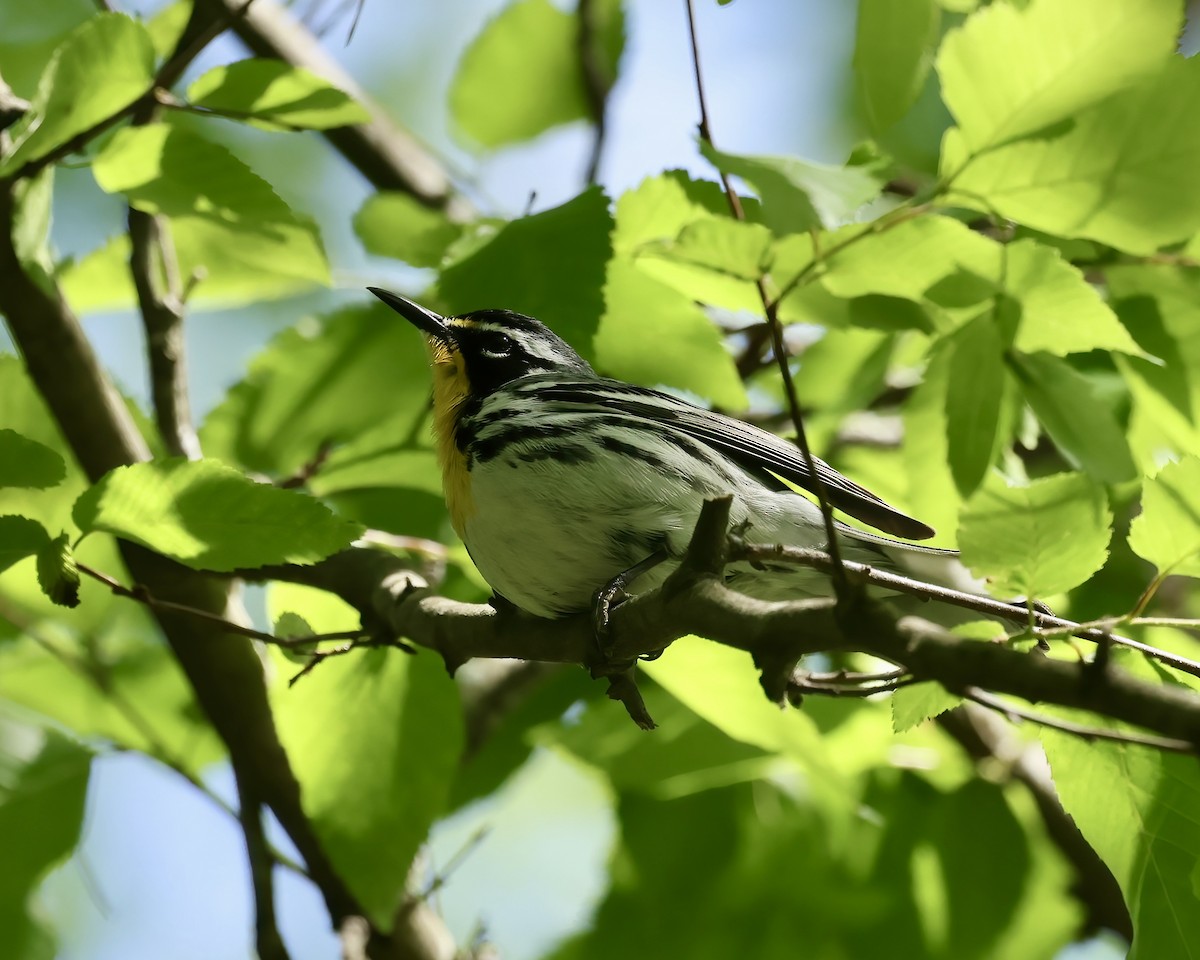 Yellow-throated Warbler - ML556889091
