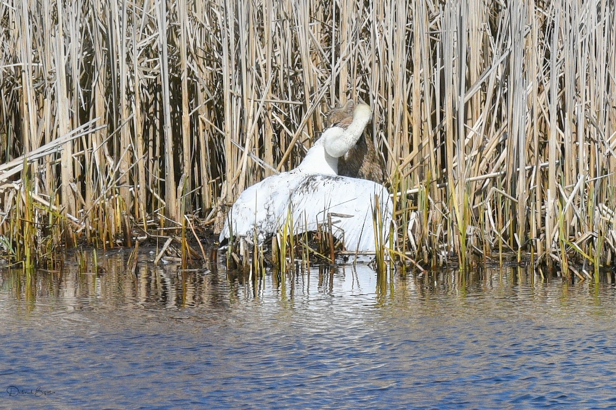 eBird Checklist - 12 Apr 2023 - Paulinskill River WMA / Hyper Humus IBA ...